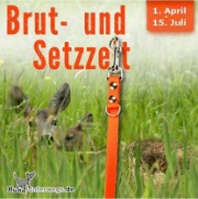 Brut- und Setzzeit