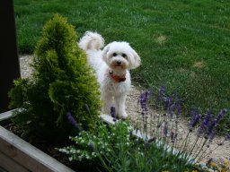 afgeweckte Maltiopoo Hündin Nelly