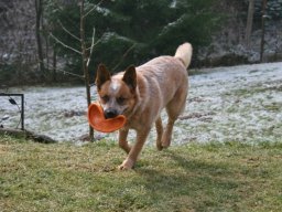 Australian_Cattle_Dog_RÃ¼de_Boots
