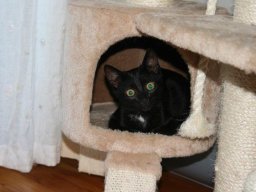 Babykater_Sparkee