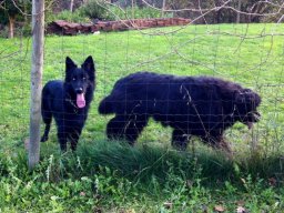 Balou_2
