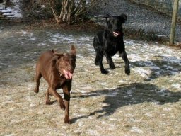 Balu mit Mona