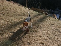 Beagle_Ruede_Merlin
