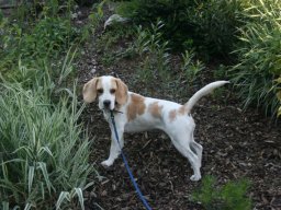 Beagleruede_Nico
