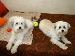 Bella_und_Oliver