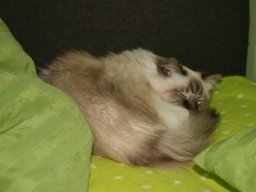 Birma_Kater_Keanu