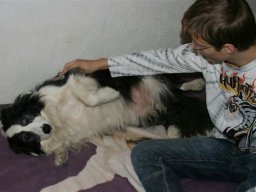 BorderCollie_Tina
