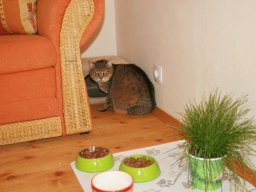 brave_Hauskatze_Schnurli