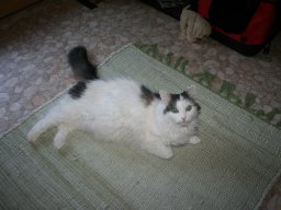 brave Katzendame Lisi