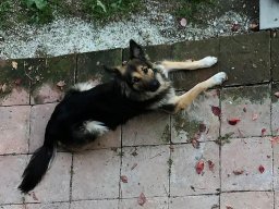 brave Mischlingshündin Bailey