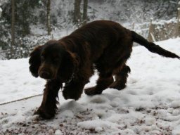 Cocker_Sp_RÃ¼de_Gino