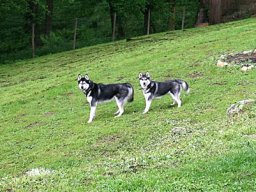cyrus_und_leika_huskie