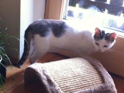 Dauerschnurler_Kater_BÃ¤rli