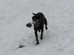 Deutscher_Pinscher_RÃ¼de_Brutus