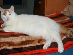 EKH_Kater_Felix_von_beeindruckender_GrÃ¶ÃŸe