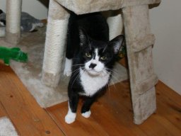 EKH_Kater_Maxi