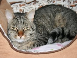 EKH Kater Murkey