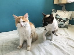 entzückendes Katzenpärechen Alfred und Ida kleiner