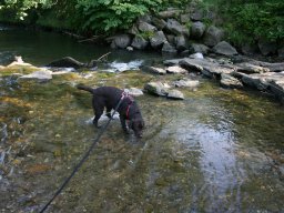 Freundlicher und aufgeweckter Labradorrüde Rox kleiner
