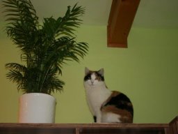 freundliches_KatzenmÃ¤dchen_Pauli