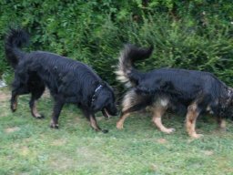 freundliches_RÃ¼denpÃ¤rchen__Rolli_und_Balu
