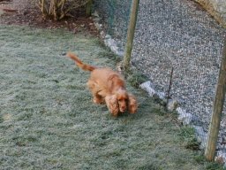 Ganz liebe Cocker Spaniel Hündin Zoey