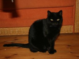 ganz_liebe_Katzenseniordame_Noir