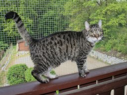 ganz_liebe_Seniorkatze_Ivy