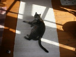 Gastkatze_Muki
