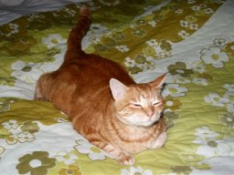 Gastkatze_Puppi