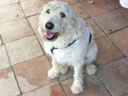 gemÃ¼tliche_Labradoodle_Dame_Luise