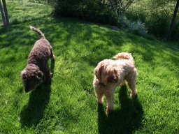 gemütliches und unkompliziertes Australian Labradoodle Pärchen Lotti und Merlin kleiner
