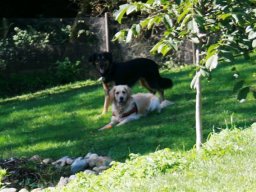 Gold_Ret_Huendin_Cindy_u_Elvis