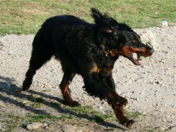 gordon_setter_naomi