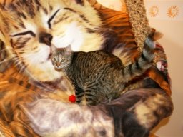 Hauskatze_Ginga