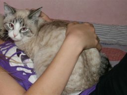 Hauskatze_Leo