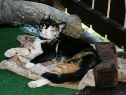Hauskatze_Lilo
