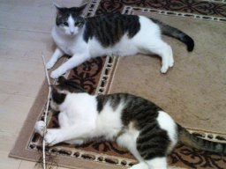 Hauskatze_Stella_und_Luna