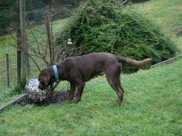 hübscher Labrador Rüde Bobby kleiner