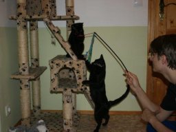 junges_KatzenpÃ¤rchen_Minni_und_Cocco