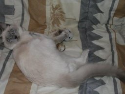 Jungkater_Shiva