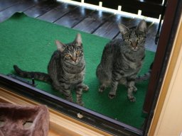 Kater_Benji_u_Katze_Maya