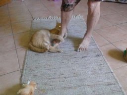 Kater_Felix_2