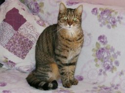 Kater_Flufti