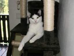 Kater Lucy