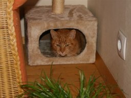 Kater_Miau_Miau