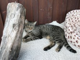 Kater_Mishi_neu