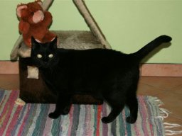 Kater_Moritz
