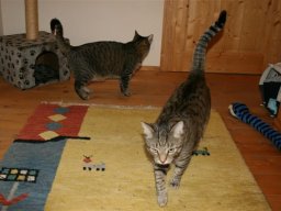 Kater_Speedy_und_Tiger
