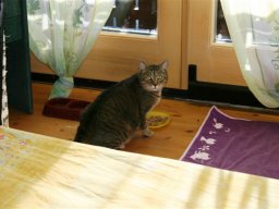 kater_whisky